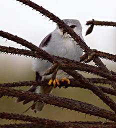 Kitulo Bird Pygmy Falcon