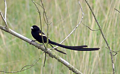 Montane Marsh Widowbird