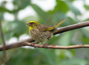 Yellow Browed Seedeater