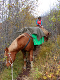 Dona and horses