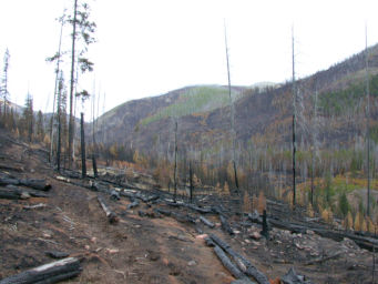 Burn along North Fork