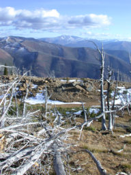 Looking South