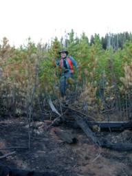 Dona walking on downed trees