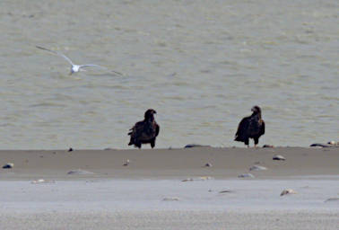 Bird Golden Eagles