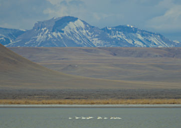 Bird Snow Geese