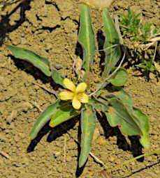 20260506 Flower Xxx Yellow