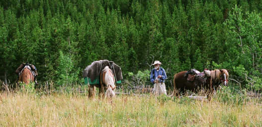 Gary with horses