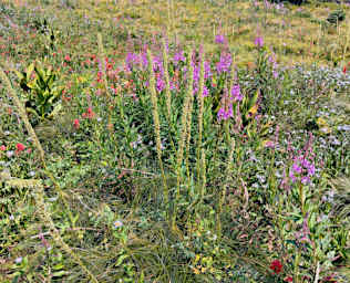 CrescentLk_0009_20260809_Wildflowers_01