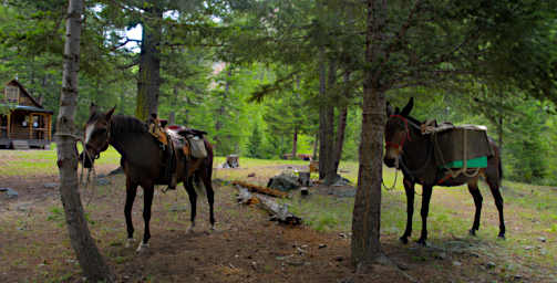 Sambo Brandi NFk Cabin
