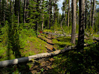 Logs