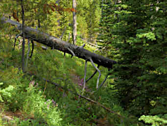 Logs