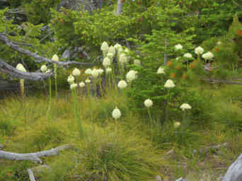 Lewis Clark Pass
